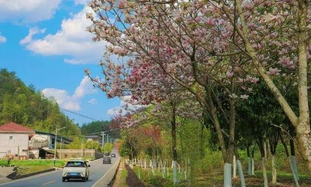 鹤峰“国省双美”公路，激活全域旅游“金名片”
