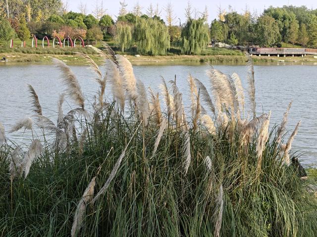 在秋冬的诗行里，尽赏“芦花飞雪”落中原！