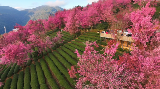 心动预警！大理这份粉色浪漫太治愈了