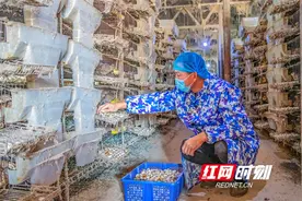 永州东安：小鹌鹑闯大市场（组图）图片