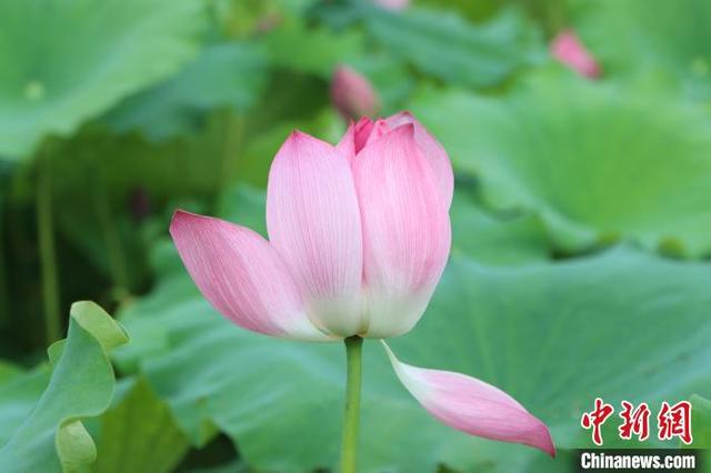 广西柳州：盛夏荷韵引游人