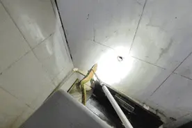 浙江男子洗衣机异响，打开被吓晕！汗毛直立！图片