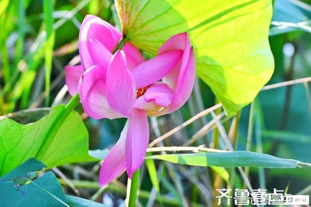 壹点号·秀山东｜济阳：黄河岸边，邂逅夏日清欢