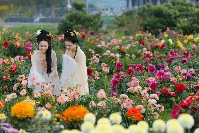 十一来宜都！看烟花秀、打铁花、万株菊花……