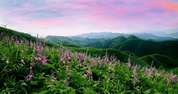 快看！毕节“变身”粉色花海