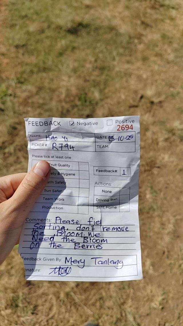 “攒下一笔钱”：一天2000元，中国背包客澳洲打零工