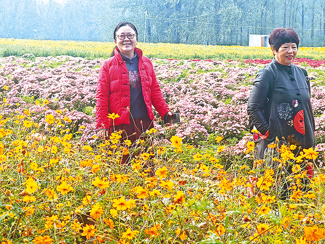 菊花绽放引客来 魏庄村“天边花海”开园