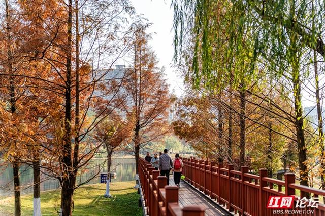 穿过林影与水光，走进长沙圭塘河的暖冬图景