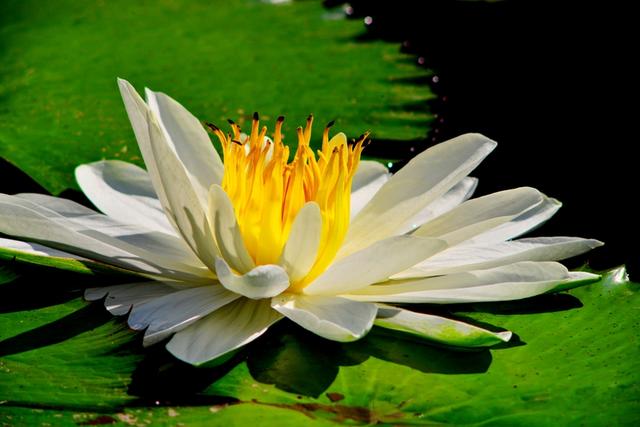 海南三亚：冬季莲花令人赏心悦目