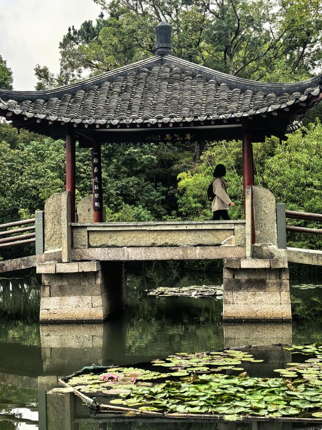 晚潮｜三潭石塔观鸬鸟