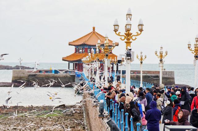 冬日青岛“追鸥逐浪”的N种可能