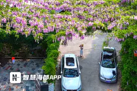泉州德化藏着一片紫色梦境，游客：太美了图片