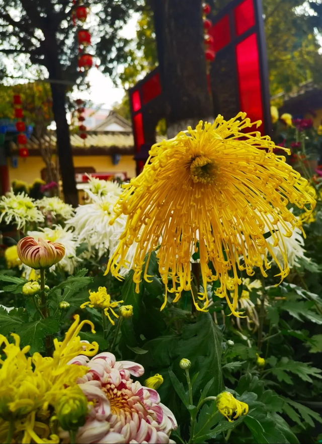 “含秋量”爆棚！快来昙华寺赏菊
