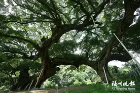 闽侯1362株古树名木“老有所依”图片