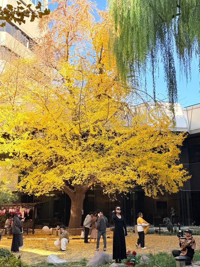一窗京秋入画来！首都宾馆的银杏美景太好拍了