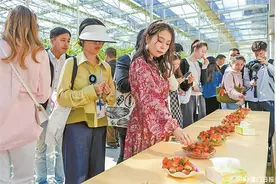 中外网红走进同安 深度感受厦门之美图片
