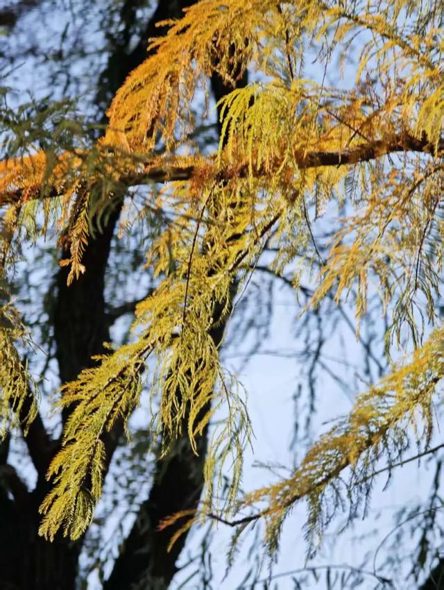 遇见丨开福上新色：捕捉开福黄调时刻