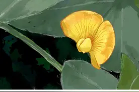 地上开花，地下结果：了解喜爱“运动”的落花生图片