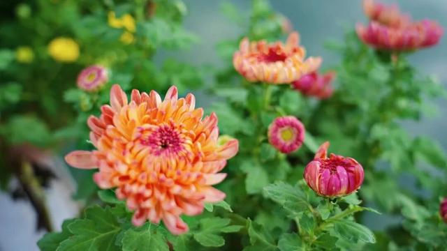 营收400余万元 协商之智破文旅之题