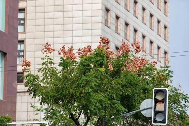 史铁生笔下的栾树，在南桥原来是这样的→