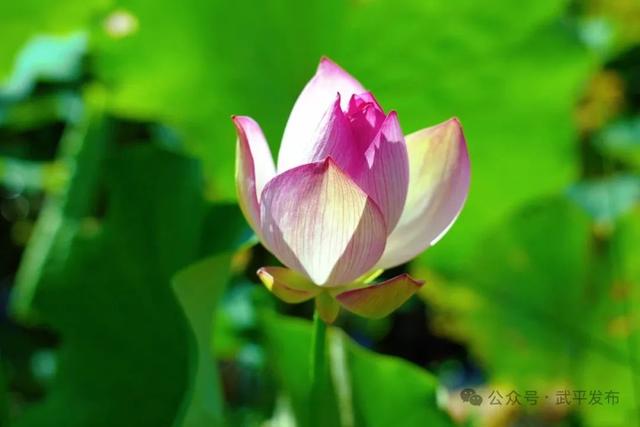 已达盛放期！约上亲友“荷”你一起游武平~