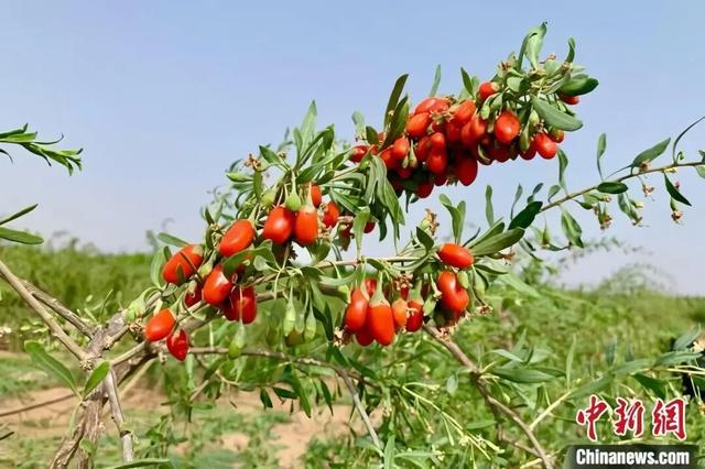 人这一辈子，一定要来宁夏见证“籽籽同心”的力量！