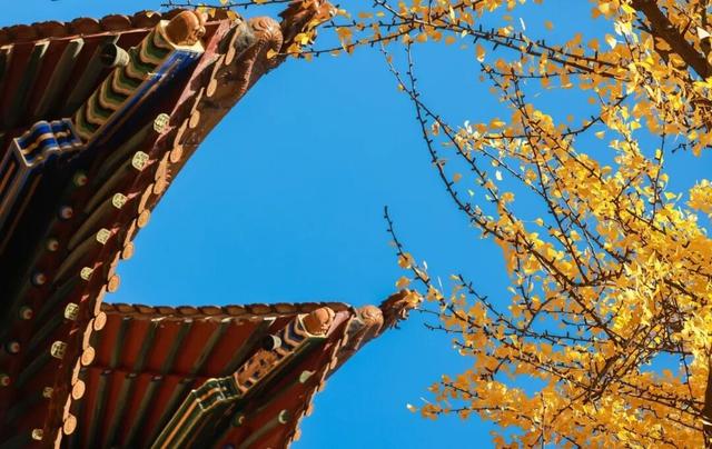 秋意渐浓，武汉即将美出新高度！这份赏秋攻略快收好~