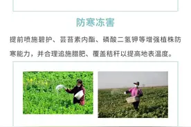 油菜生长关键期，专家支招应对冰冻雨雪天气图片