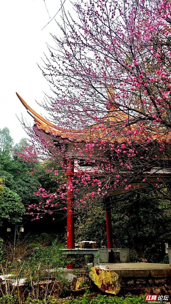 组图丨黛瓦红梅，是藏在石峰公园里的中式浪漫