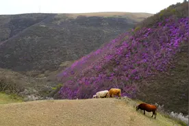 千城胜景｜幽谷赏杜鹃图片