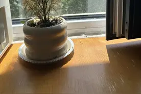 越轨的“心理咨询”：一个女孩的最后13天图片