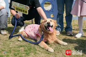 “携宠游”的风吹到了常州！茅山森林世界宠物踏青季火热进行中图片