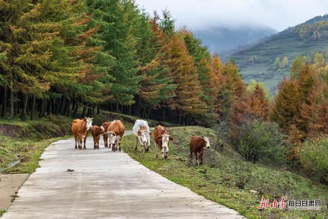华亭关山多彩林海 解锁陇东最浓秋意