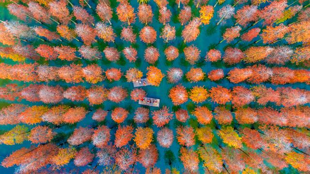 初冬水杉 色彩斑斓