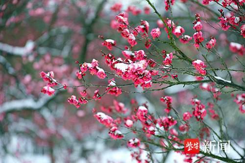 雪落金陵梅绽香 六朝古都迎客忙