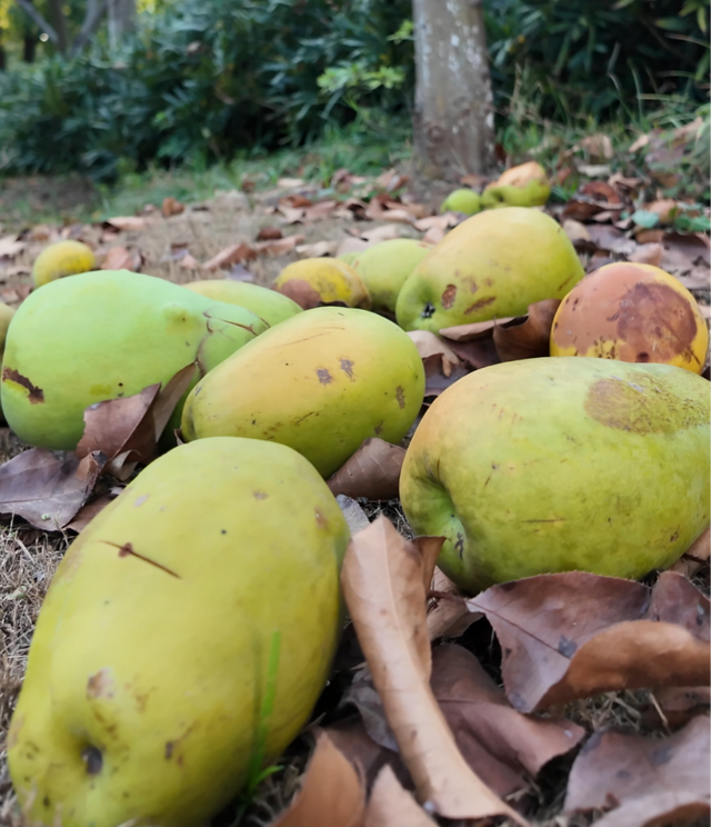 别宅啦！去江陵的街头“捡秋”吧