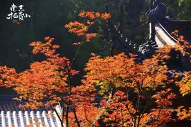 风物二十四节气｜立冬：冻笔新诗懒写，寒炉美酒时温图片