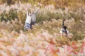 厦门马銮湾西岸芦苇荡成冬日网红打卡地图片