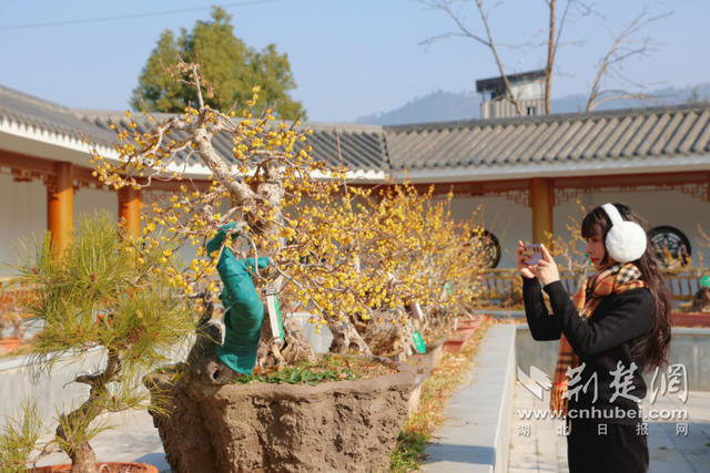 享冰雪激情 赏暗香疏影 品地道年味 保康冬游精品线路出炉