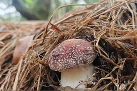 亩产值高达3万元！普宁南溪镇林下红松茸实现“一地生多金”图片