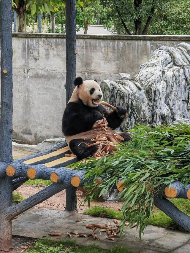 别问国庆去哪儿！问就是宜宾