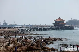 天气回暖，海鸥陆续飞离图片