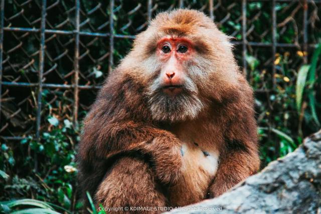 银色世界，雪中禅意：峨眉山的冬天美成了佛国仙境