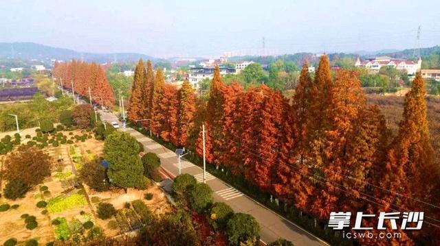 红杉如火！这条路上的水杉进入最佳观赏期