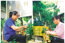 不少桂林人记忆中的酸酸黄皮果，已长成市场上的甜甜新宠儿？图片