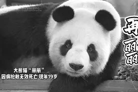 大熊猫“丽丽”离世，原因披露图片