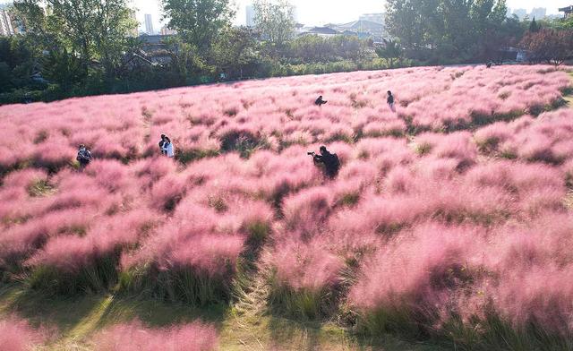 临沂：粉黛乱子草盛开 市民游客置身粉色花海