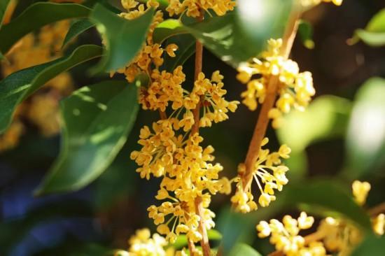 上海第一缕桂花香已到货！秋季“限定款”来了