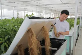 新华全媒+ | 科技农业助力打造“天府第二粮仓”图片