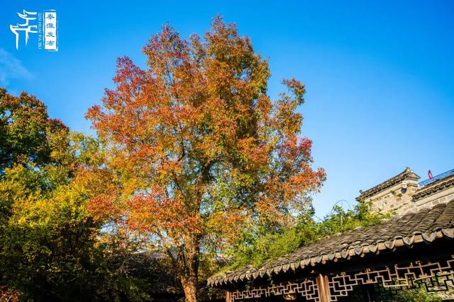 秦淮花事｜乌桕斑斓，半城秋色入画来